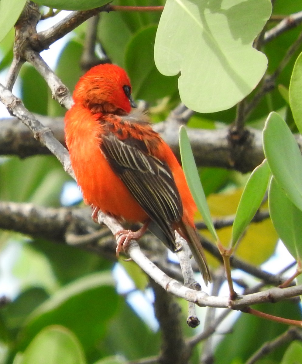 Red Fody - ML618768723