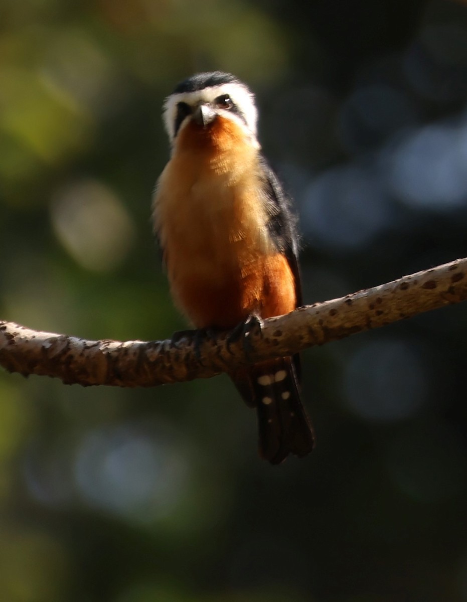 Collared Falconet - Ayan Kanti Chakraborty