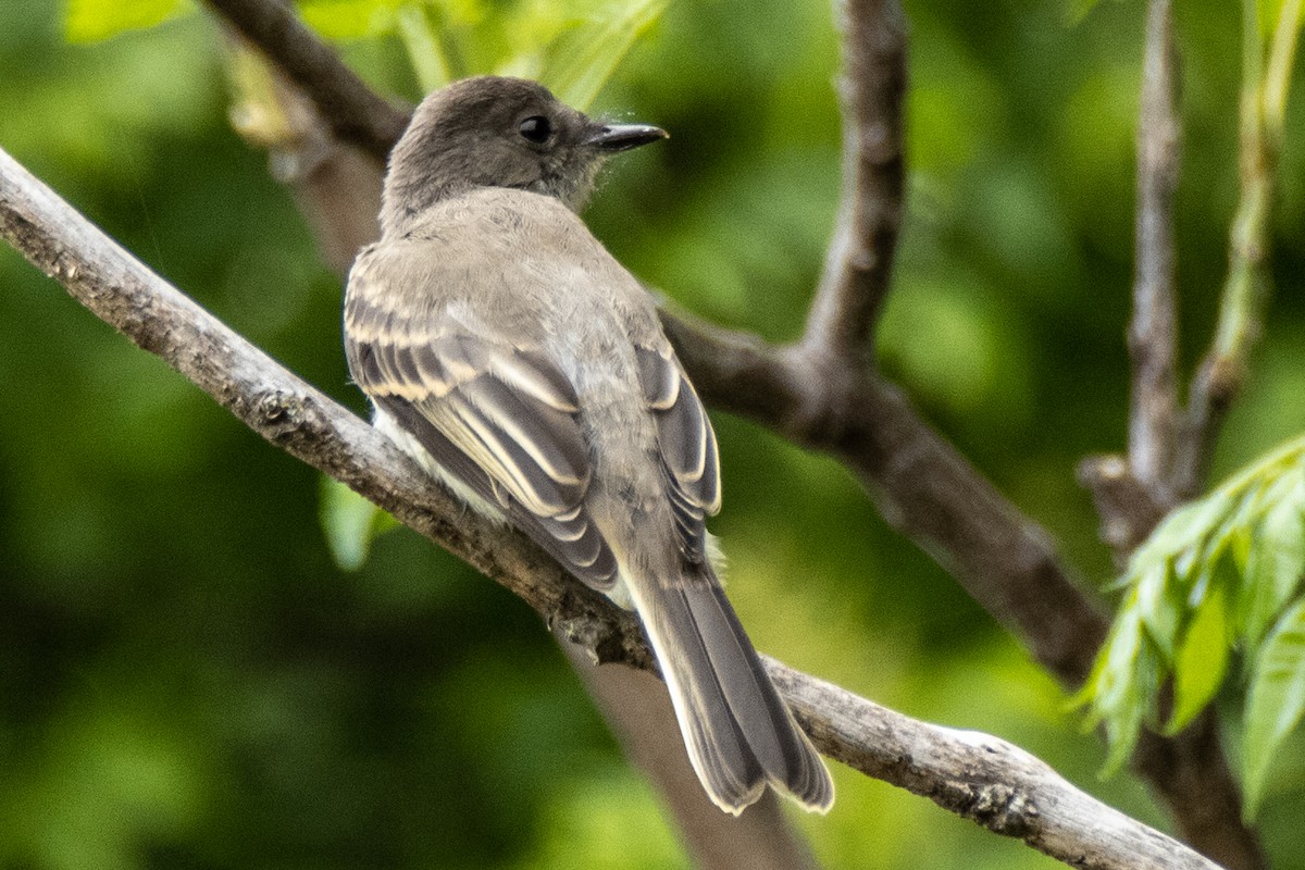 Eastern Phoebe - Dale Bargmann