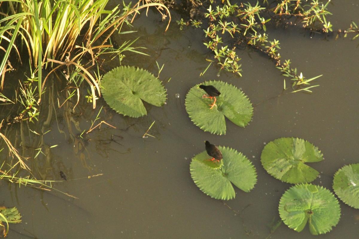 Black Crake - Roger Hurt