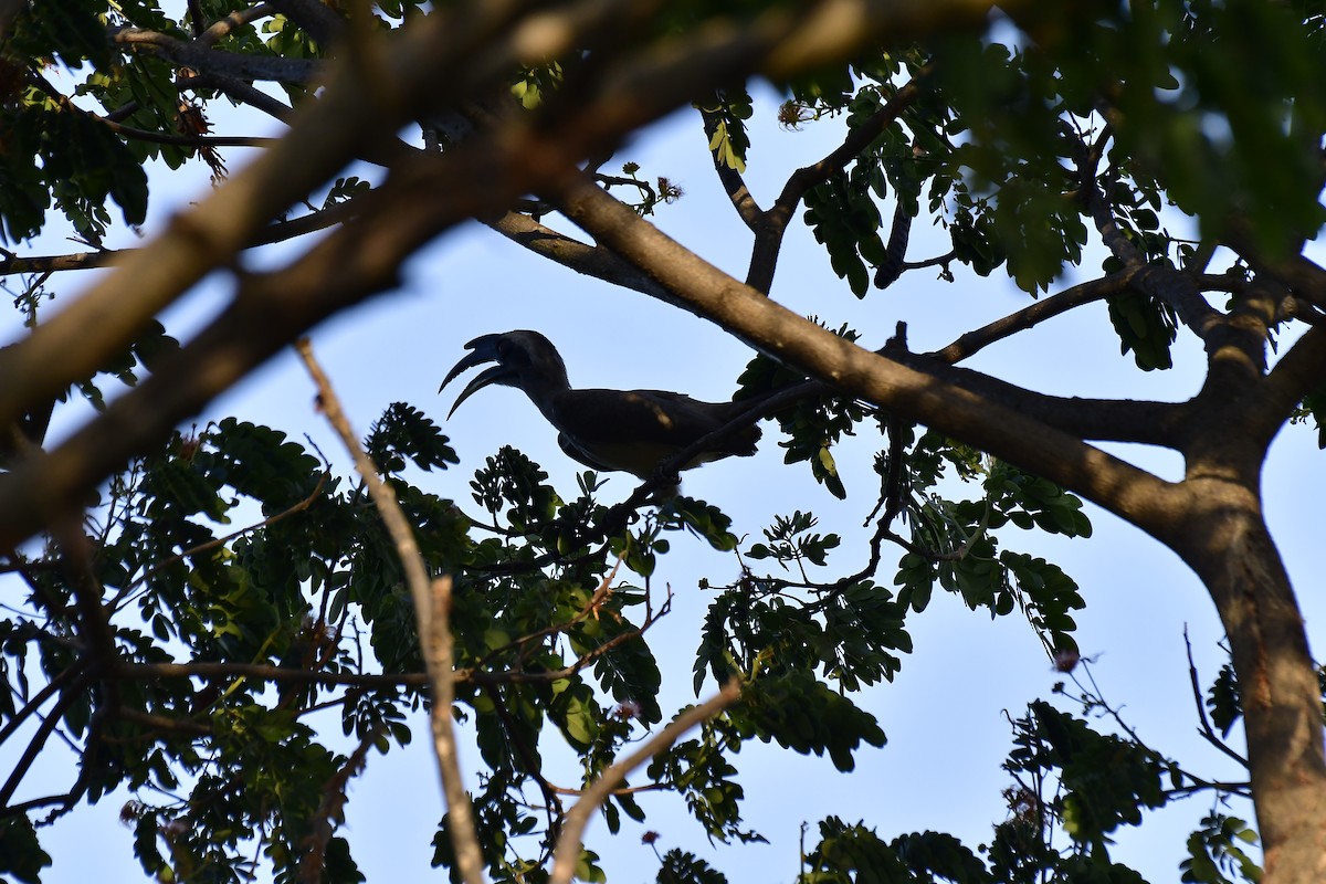 Indian Gray Hornbill - ML618768779