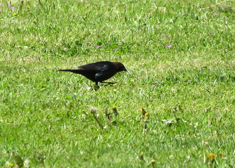 Brown-headed Cowbird - Lisa Genuit