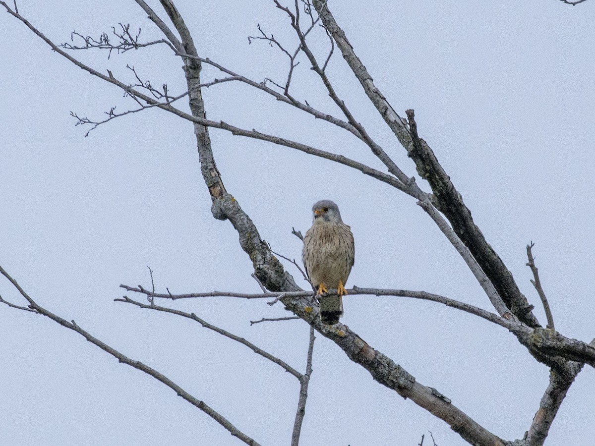 Eurasian Kestrel (Eurasian) - Boris Georgi