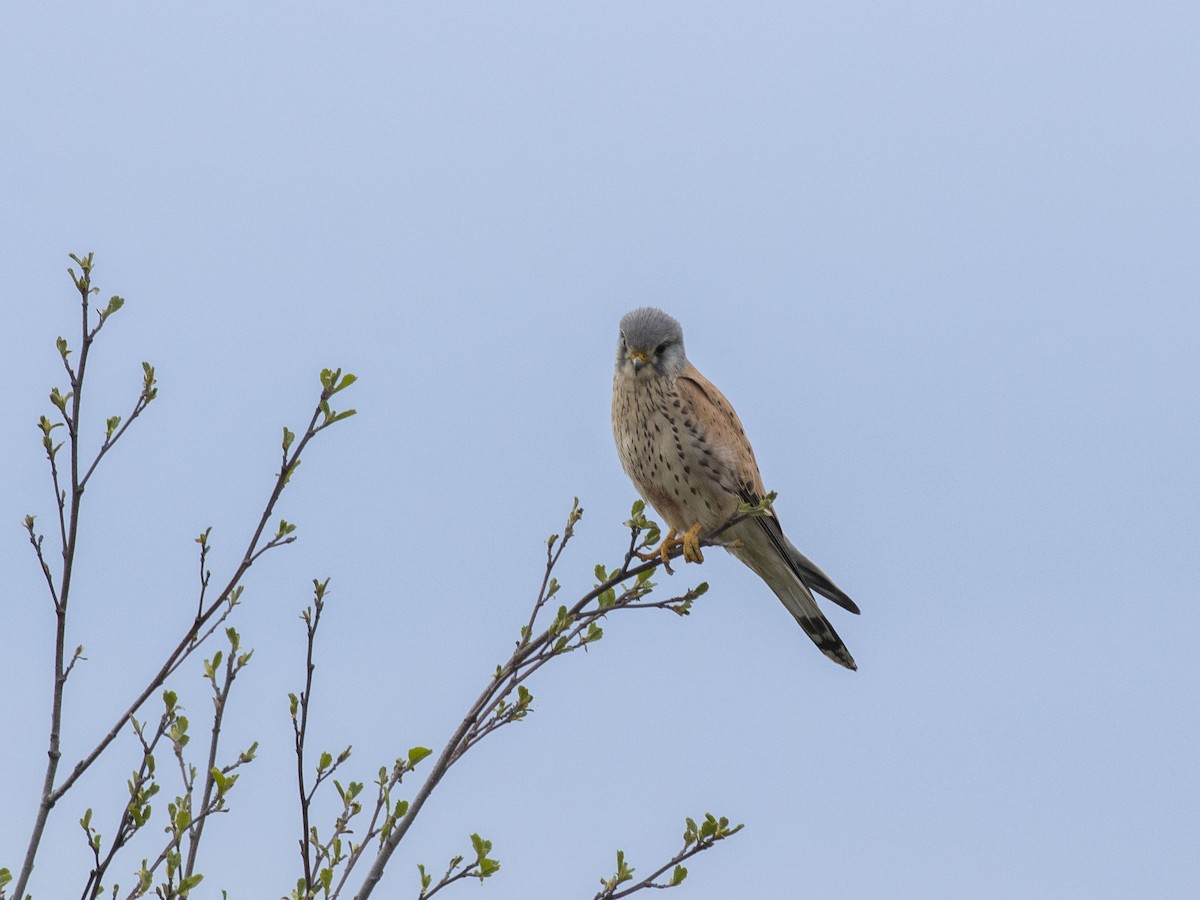 Eurasian Kestrel (Eurasian) - Boris Georgi