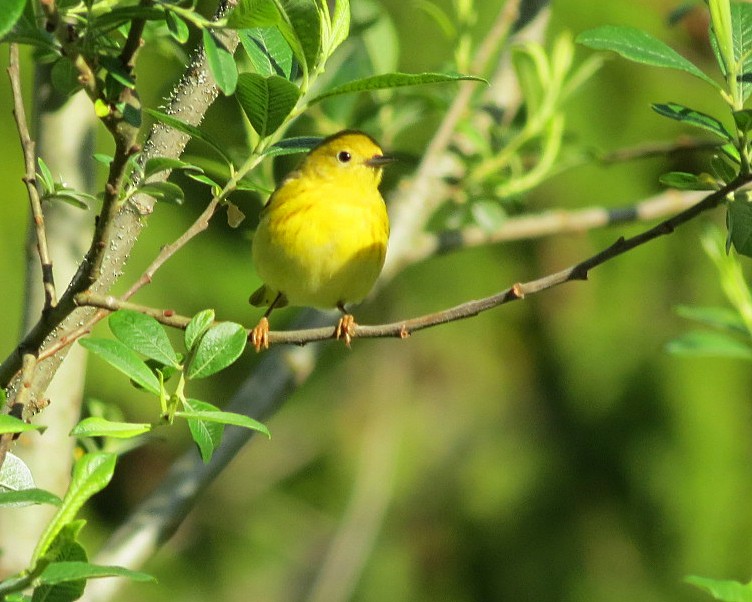 Yellow Warbler (Northern) - Lisa Genuit