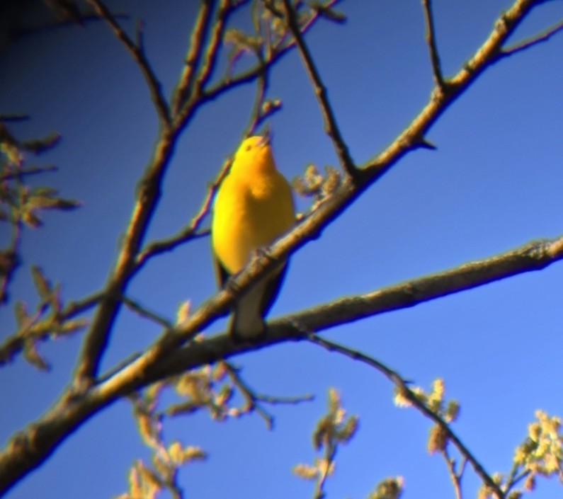 Prothonotary Warbler - John Vrtiska