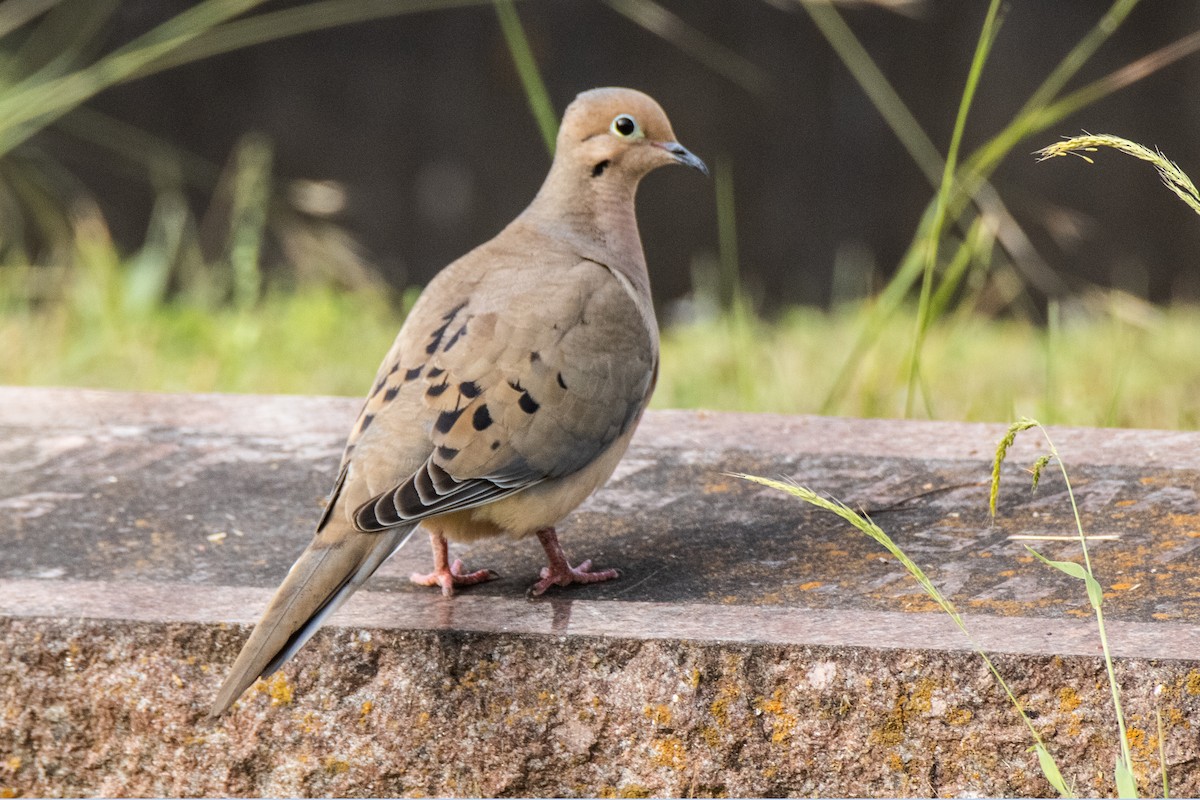 Mourning Dove - ML618768852