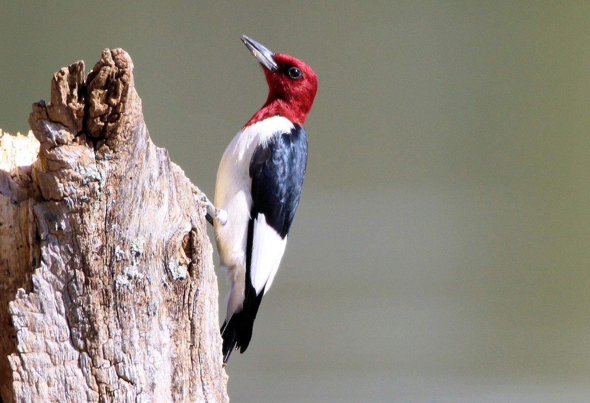 Red-headed Woodpecker - ML618768886