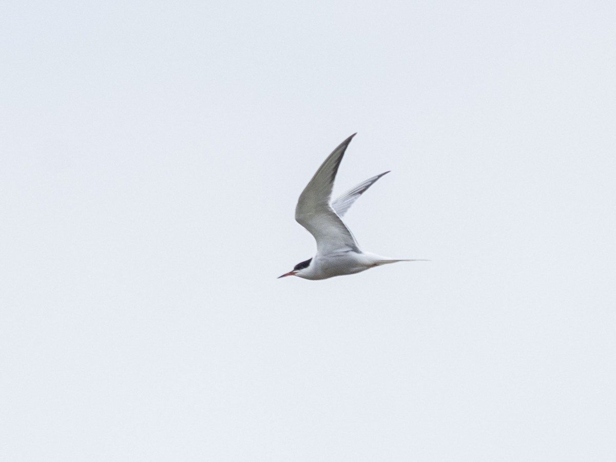 Common Tern (hirundo/tibetana) - Boris Georgi