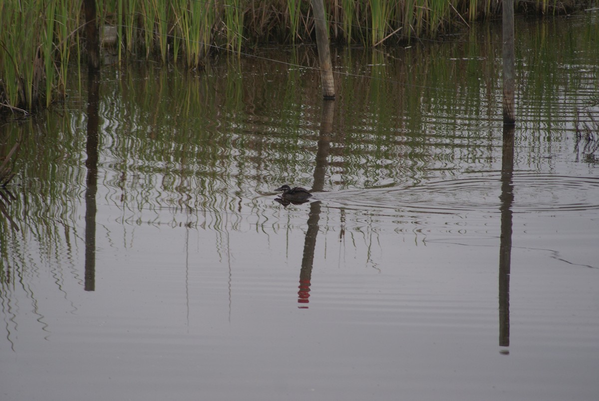 Andean/Lake Duck - ML618768903