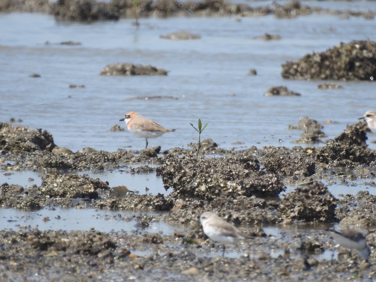 Greater Sand-Plover - Reshma Tadvi