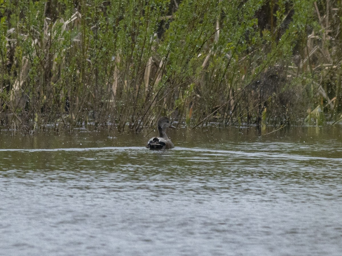 Gadwall (Common) - ML618768939