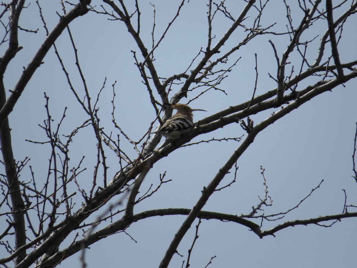 Eurasian Hoopoe - Lorenzo Kleine