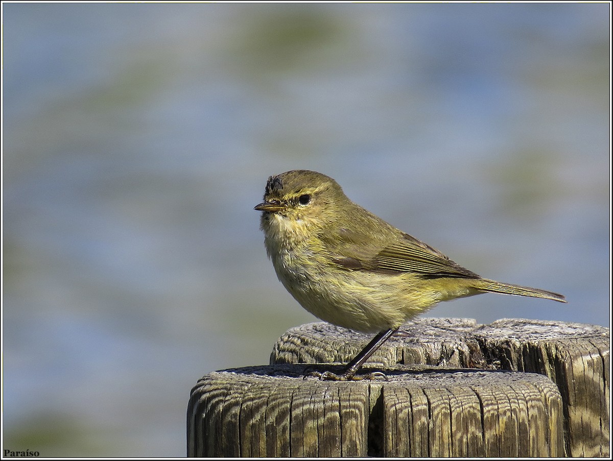 Common Chiffchaff - ML618768982