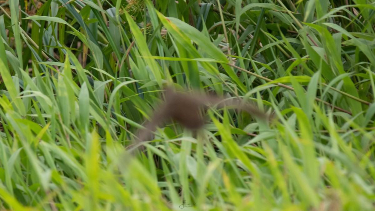 rail/crake sp. - Faisal Fasaludeen