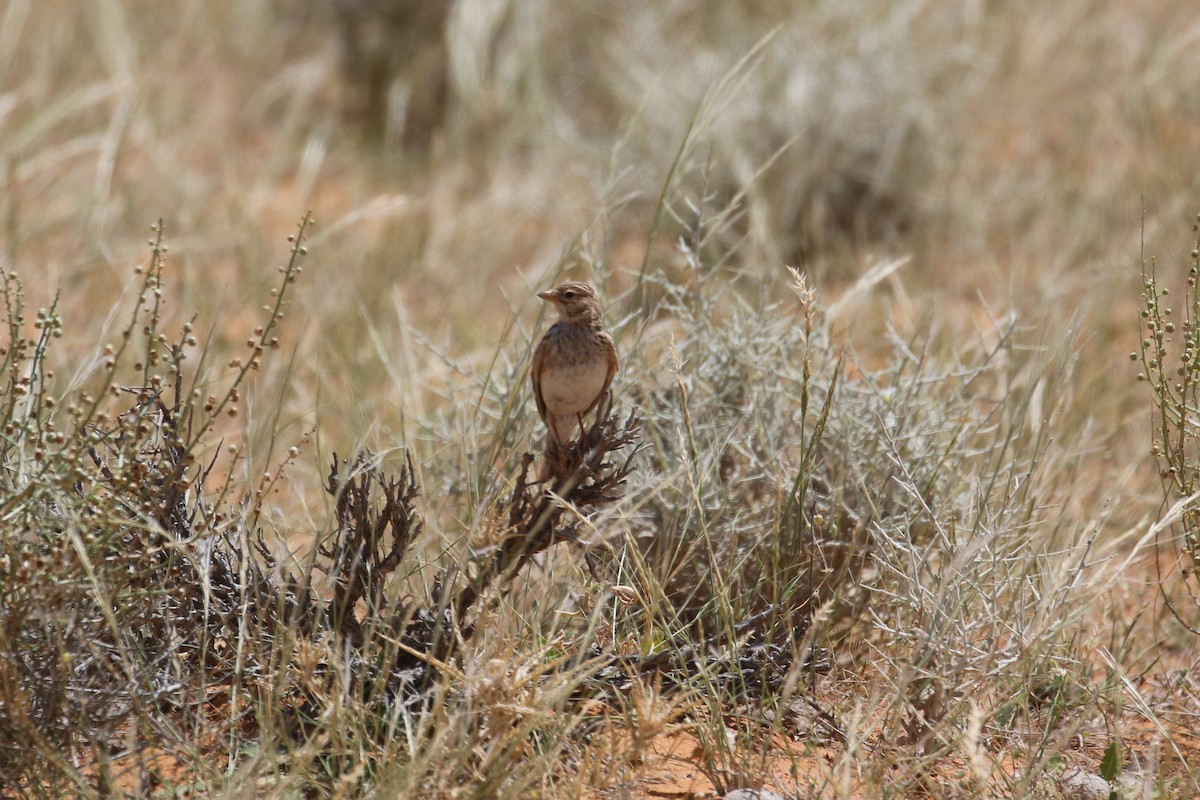 Mediterranean/Turkestan Short-toed Lark - ML618769009