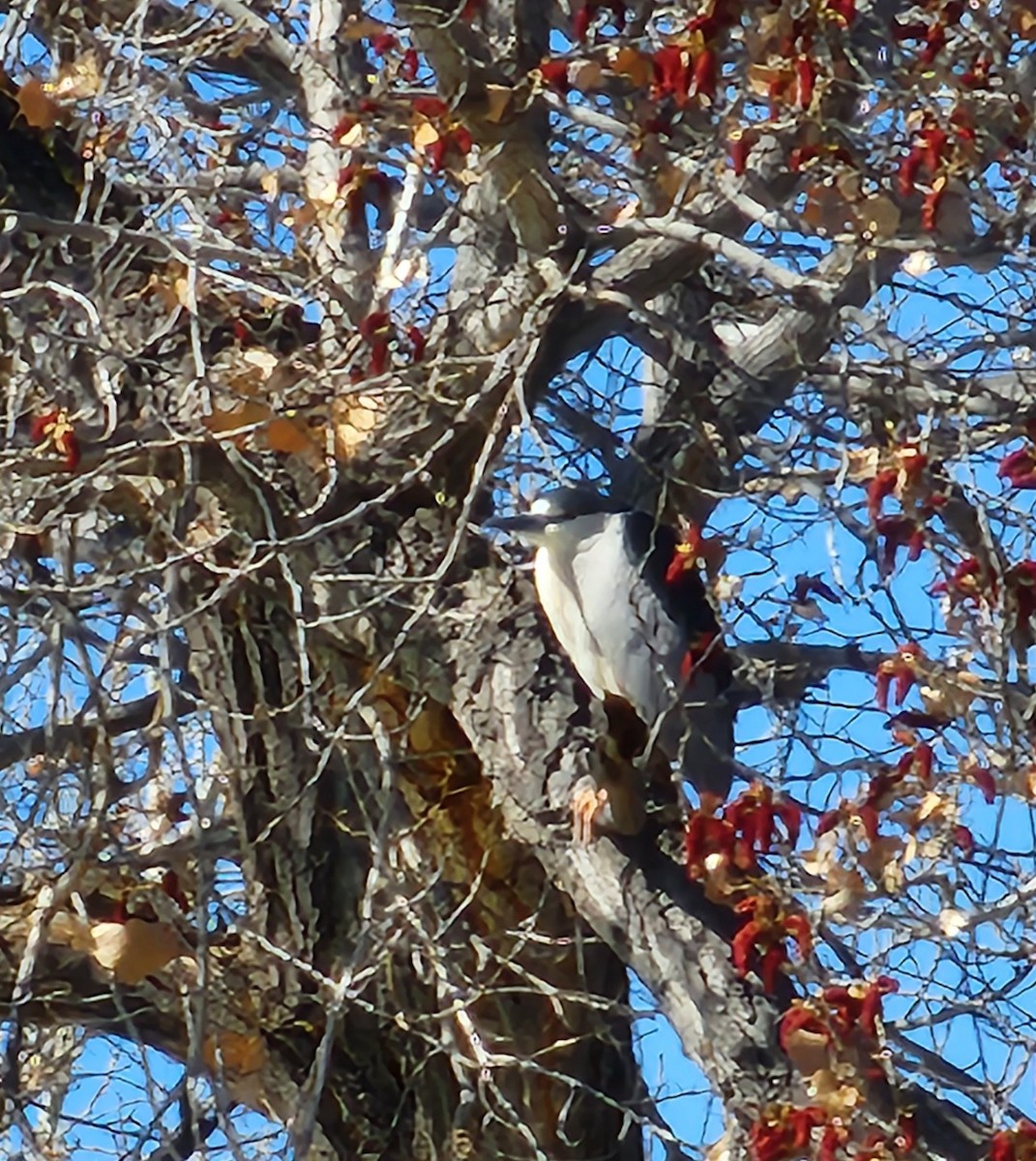 Black-crowned Night Heron - Nancy Cox