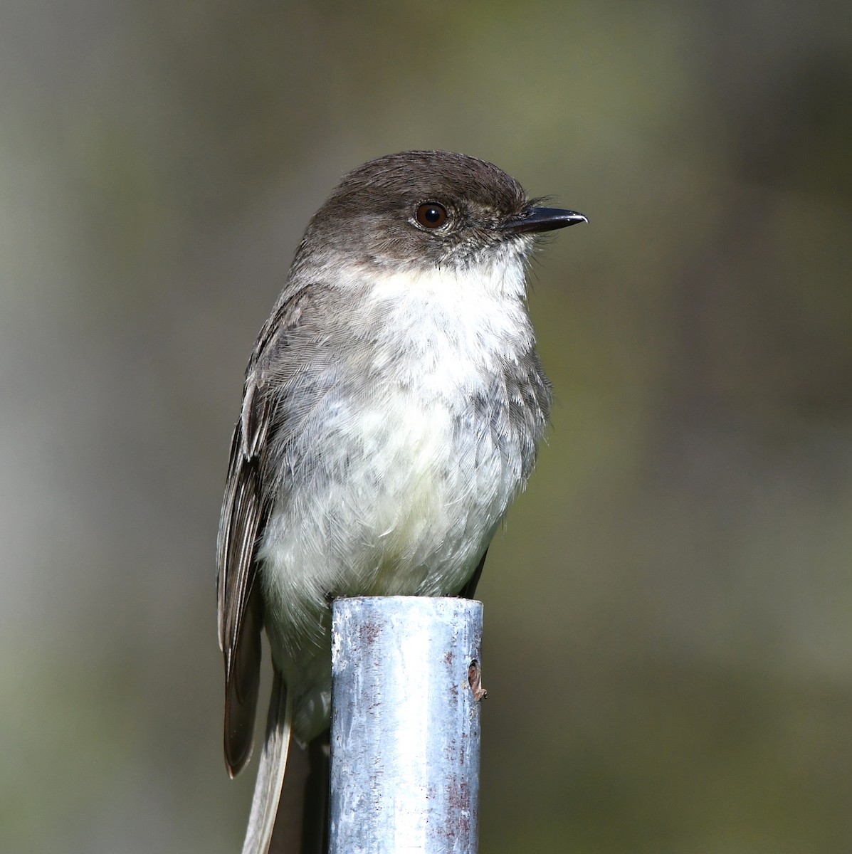 Eastern Phoebe - ML618769028