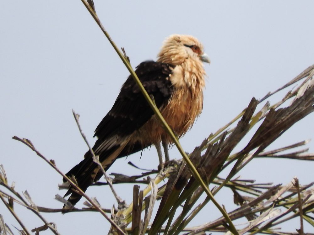 Yellow-headed Caracara - Fernando Nunes