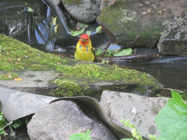 Western Tanager - Ed  Newbold