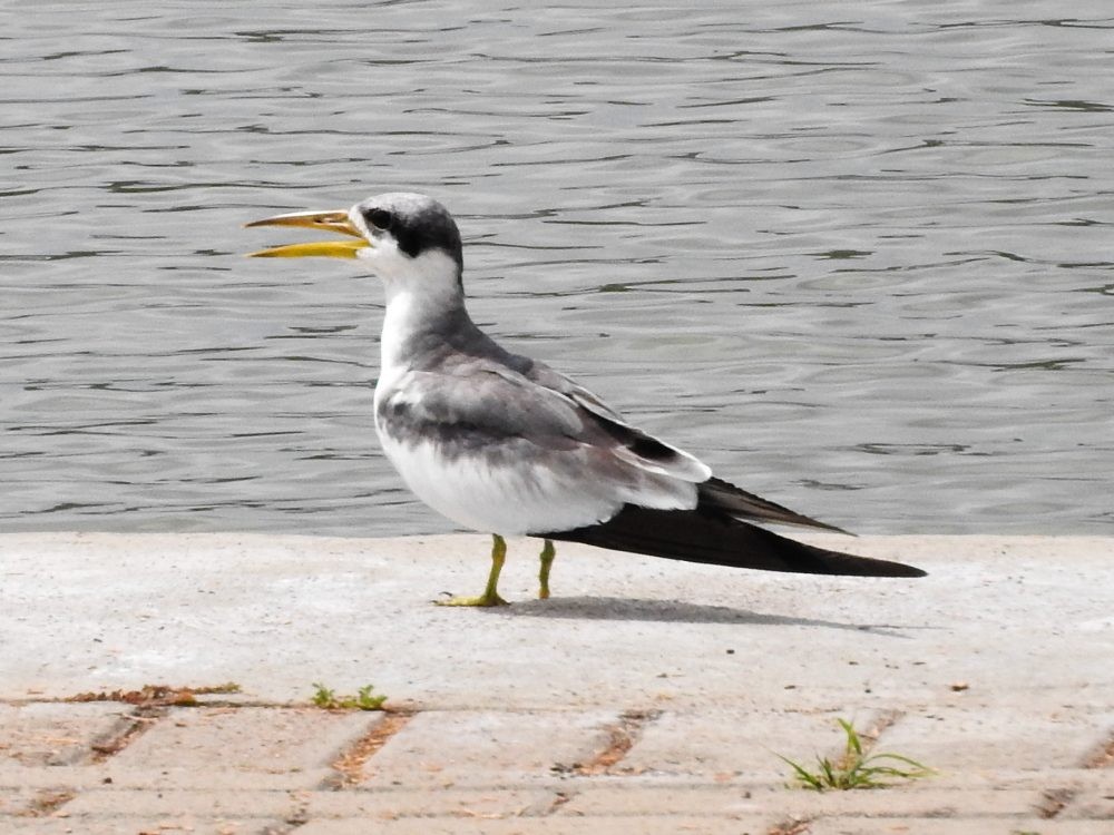 Large-billed Tern - Fernando Nunes