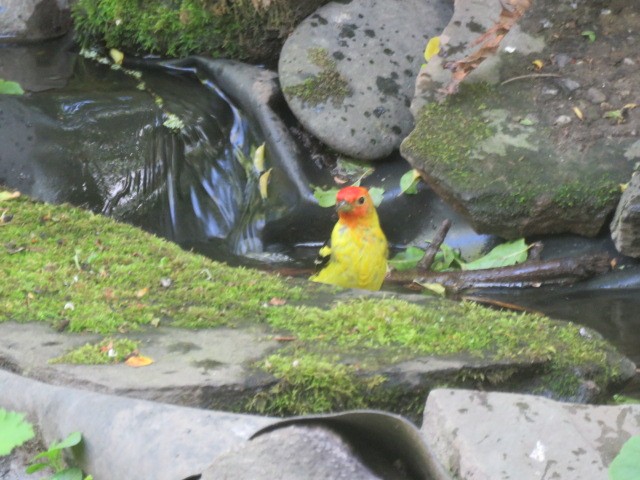 Western Tanager - Ed  Newbold