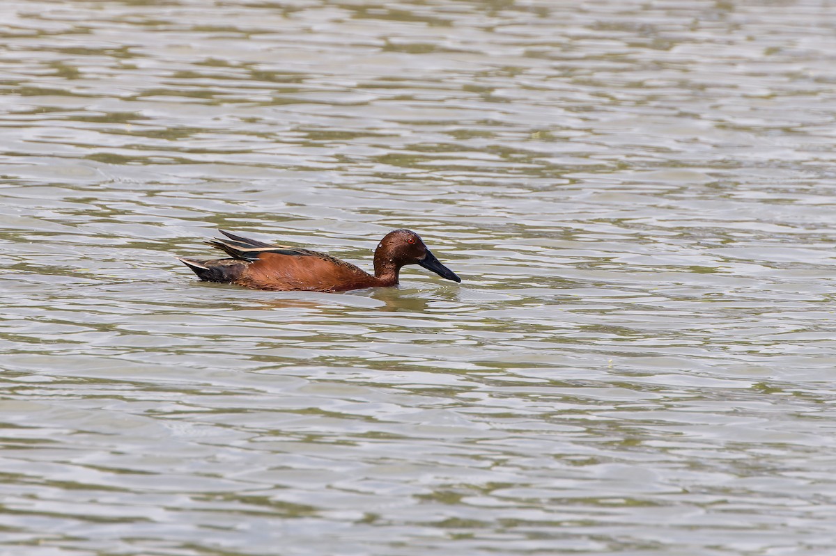 Cinnamon Teal - Kyle Shay