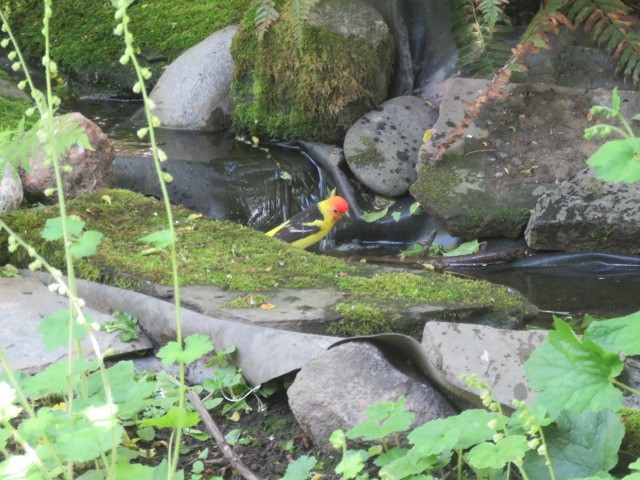 Western Tanager - Ed  Newbold