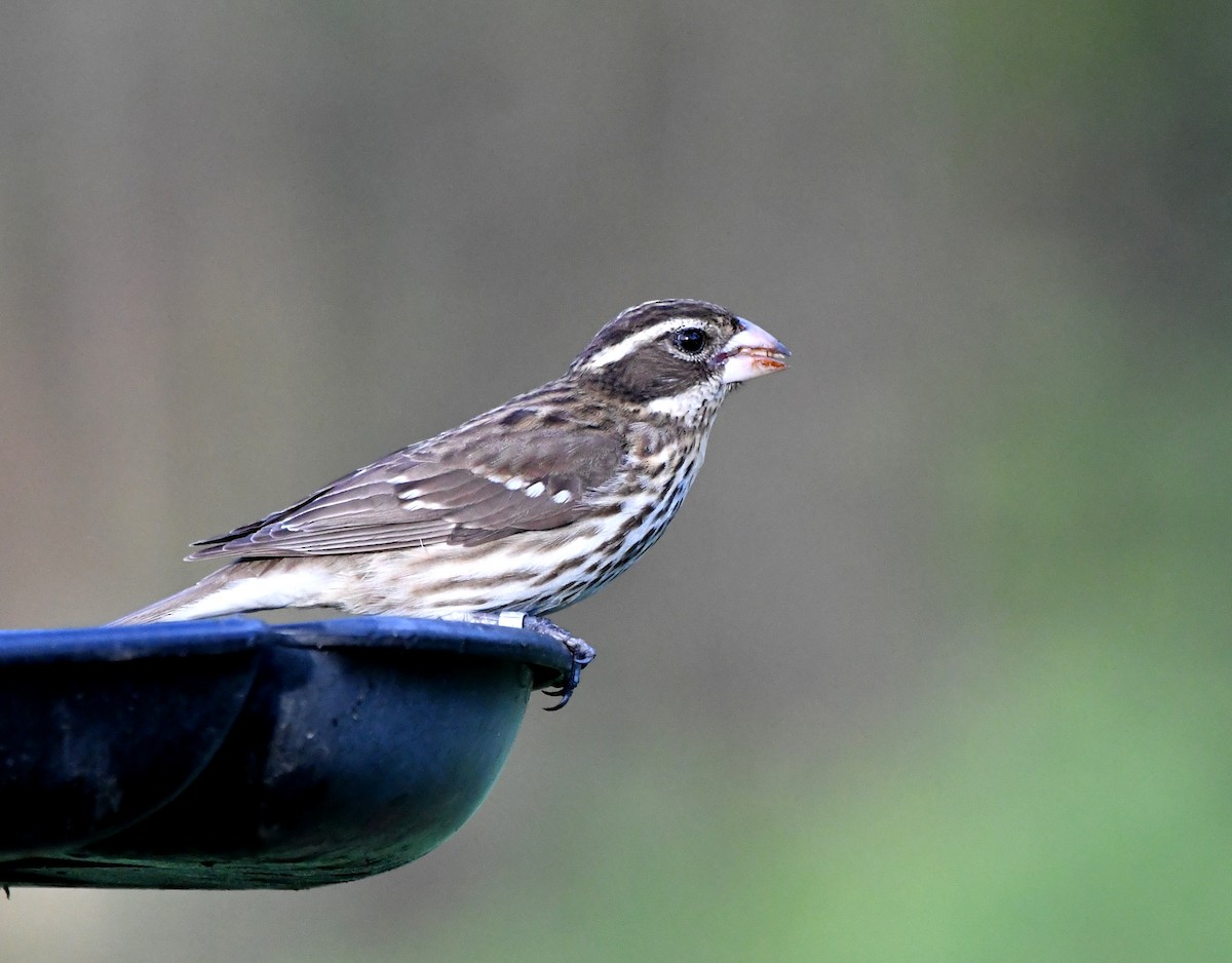 Rose-breasted Grosbeak - ML618769078