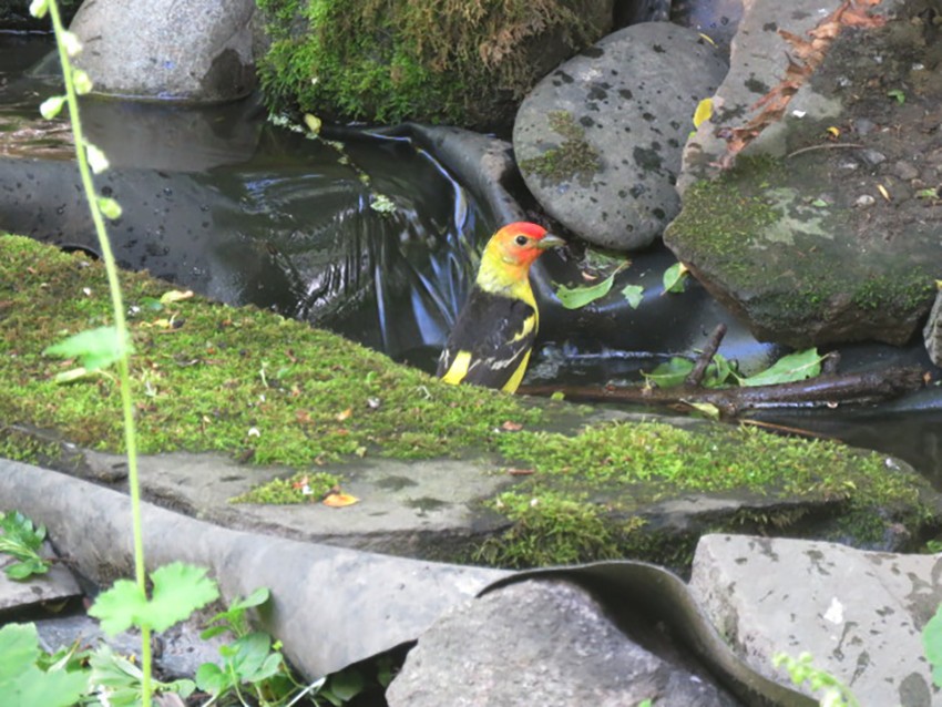 Western Tanager - Ed  Newbold