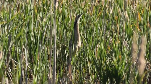 American Bittern - ML618769082