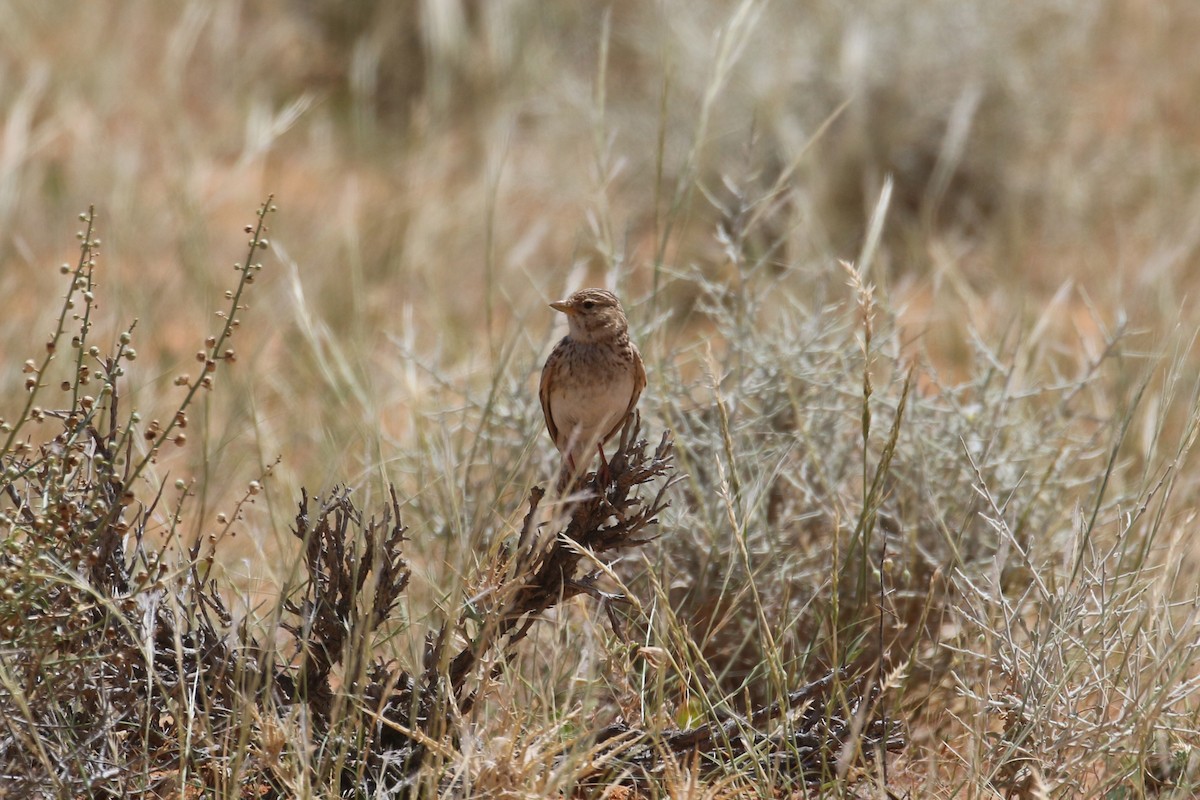 Mediterranean/Turkestan Short-toed Lark - ML618769089