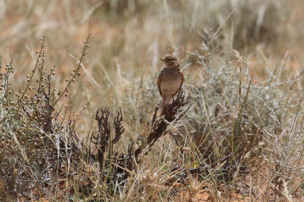 Mediterranean/Turkestan Short-toed Lark - ML618769092