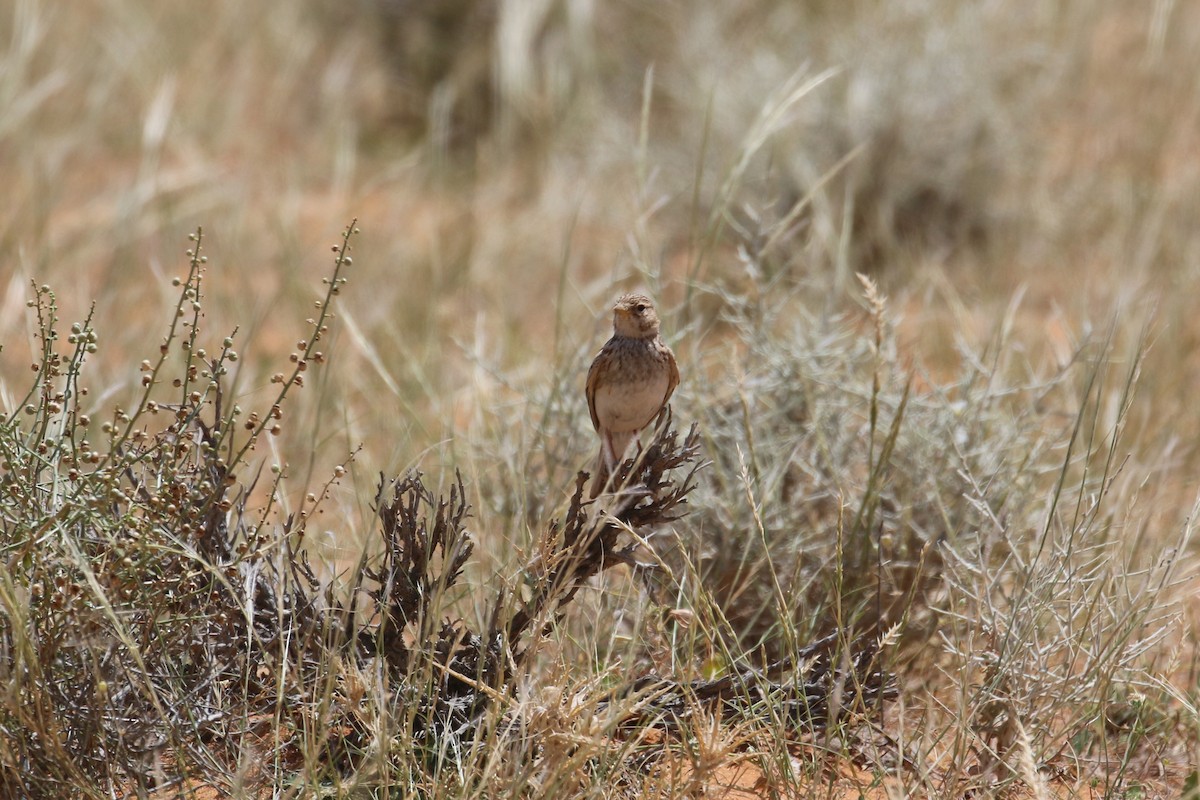 Mediterranean/Turkestan Short-toed Lark - ML618769093