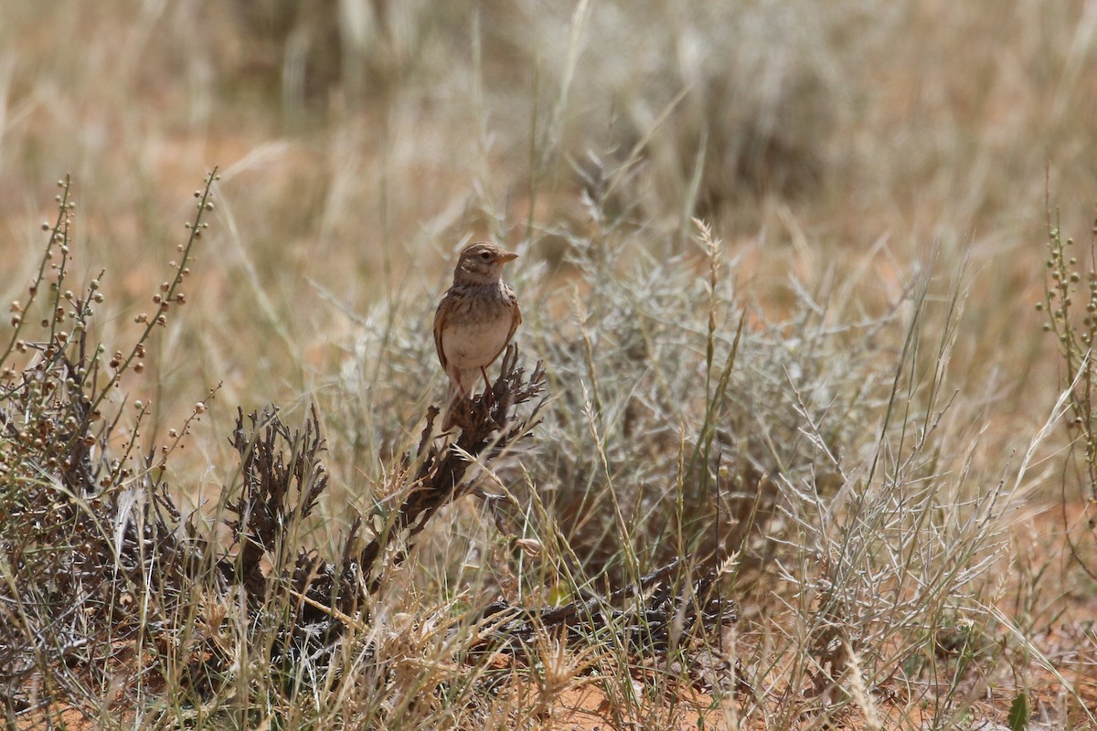 Mediterranean/Turkestan Short-toed Lark - ML618769094