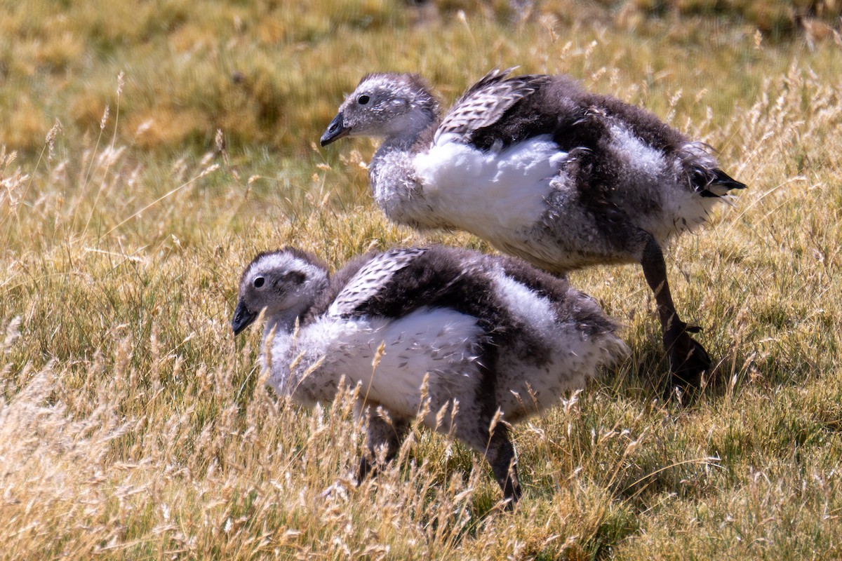 Andean Goose - Gerhard Josef Bauer