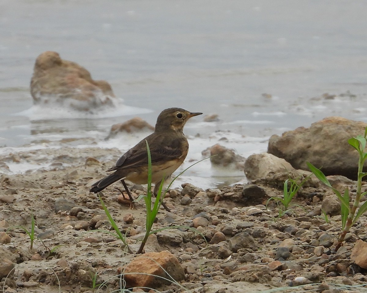 American Pipit - ML618769122