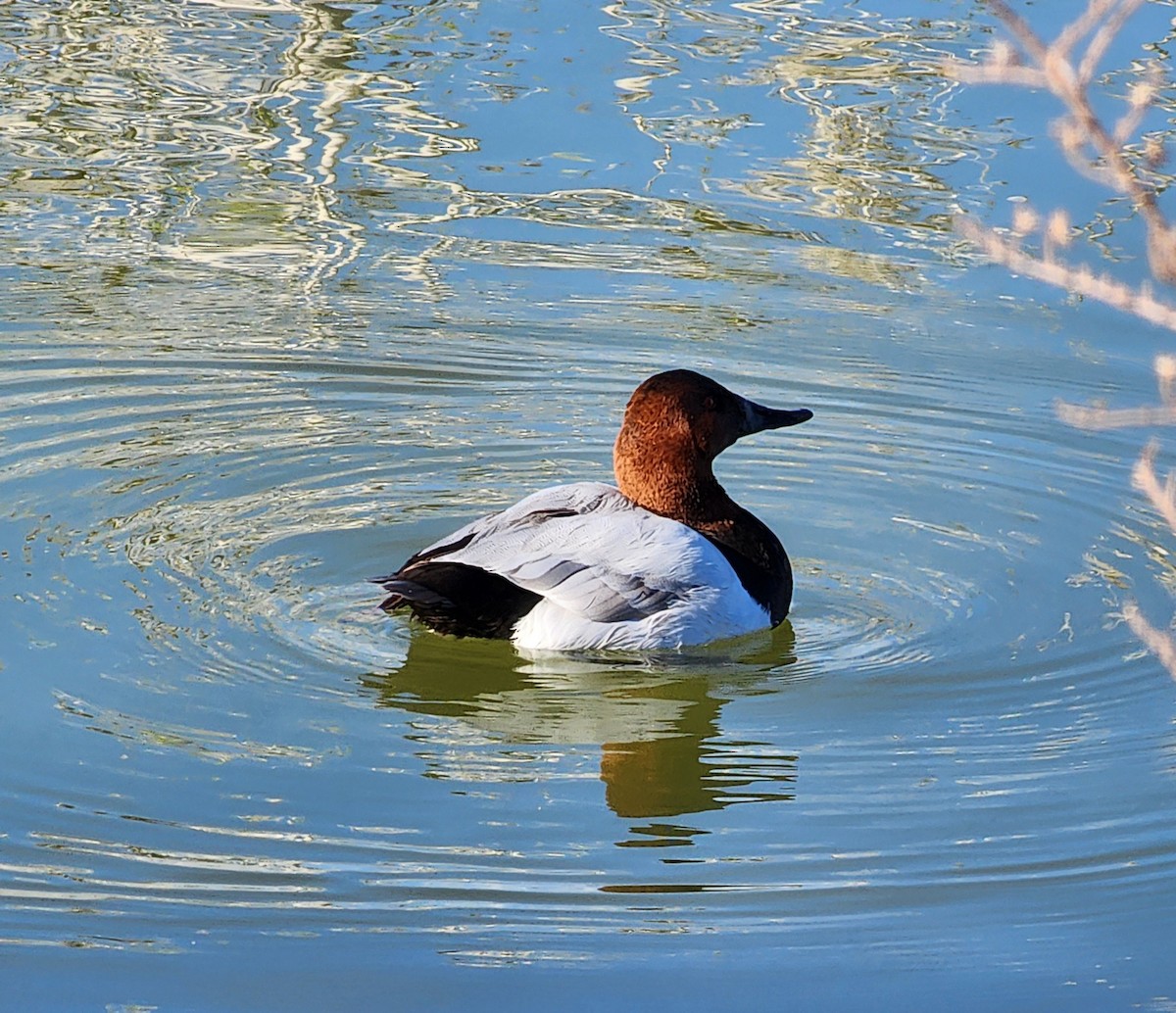 Canvasback - Nancy Cox