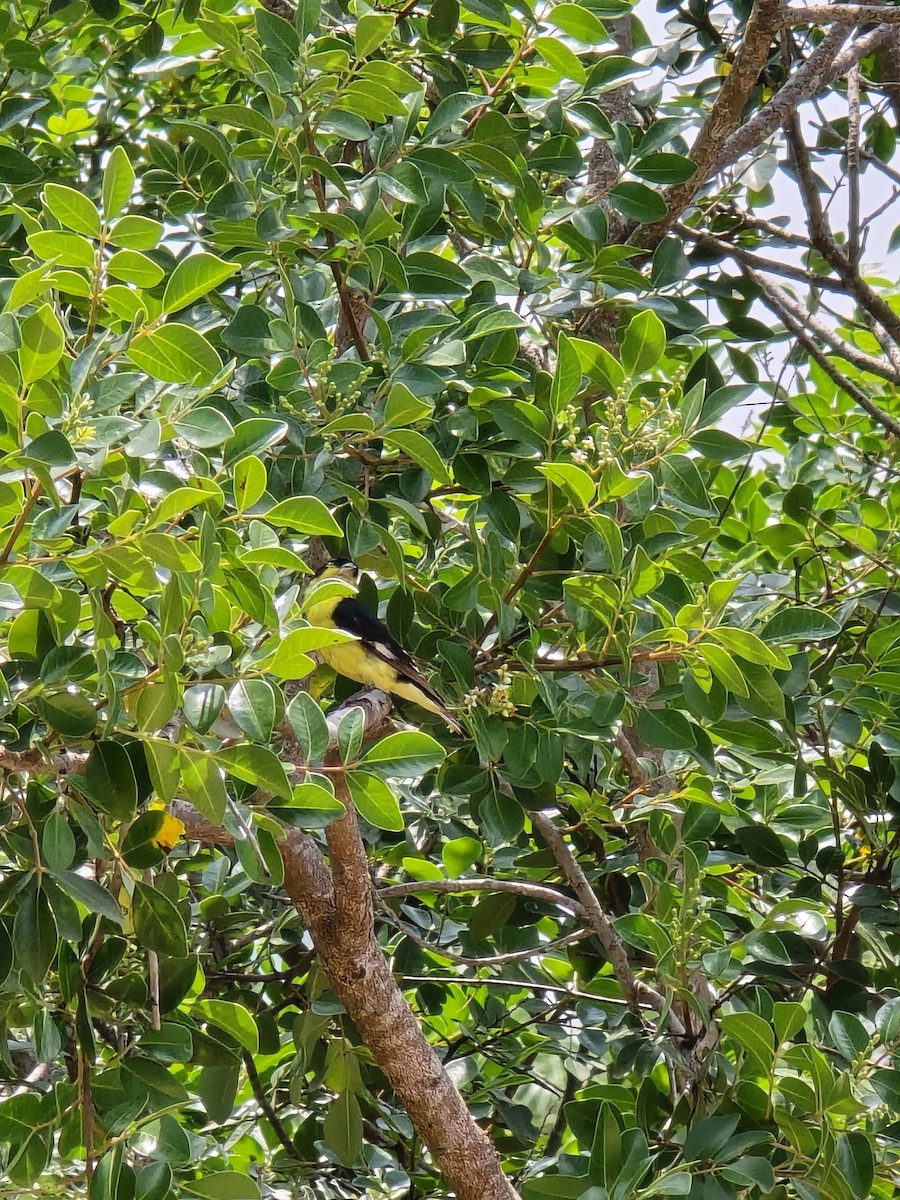Lesser Goldfinch - ML618769144
