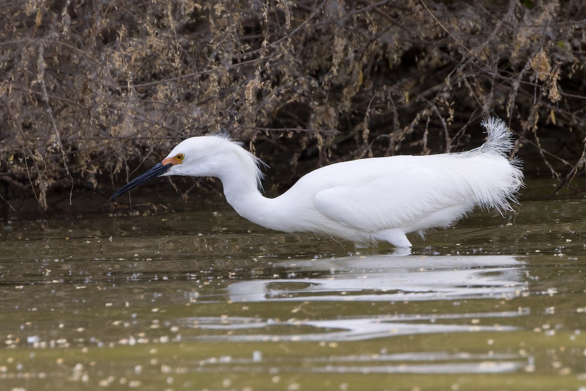 Snowy Egret - Kyle Shay