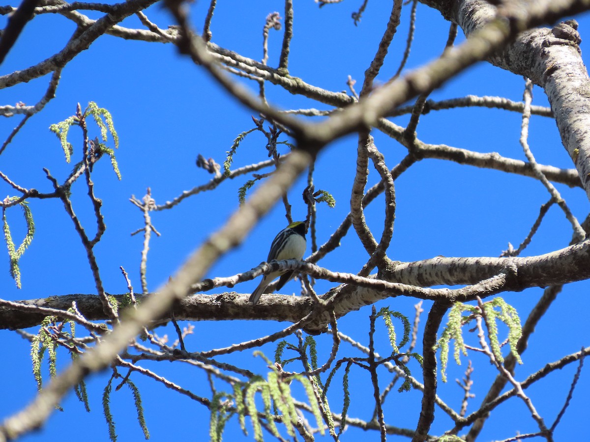 Black-throated Green Warbler - Michel Bourassa (T-R)