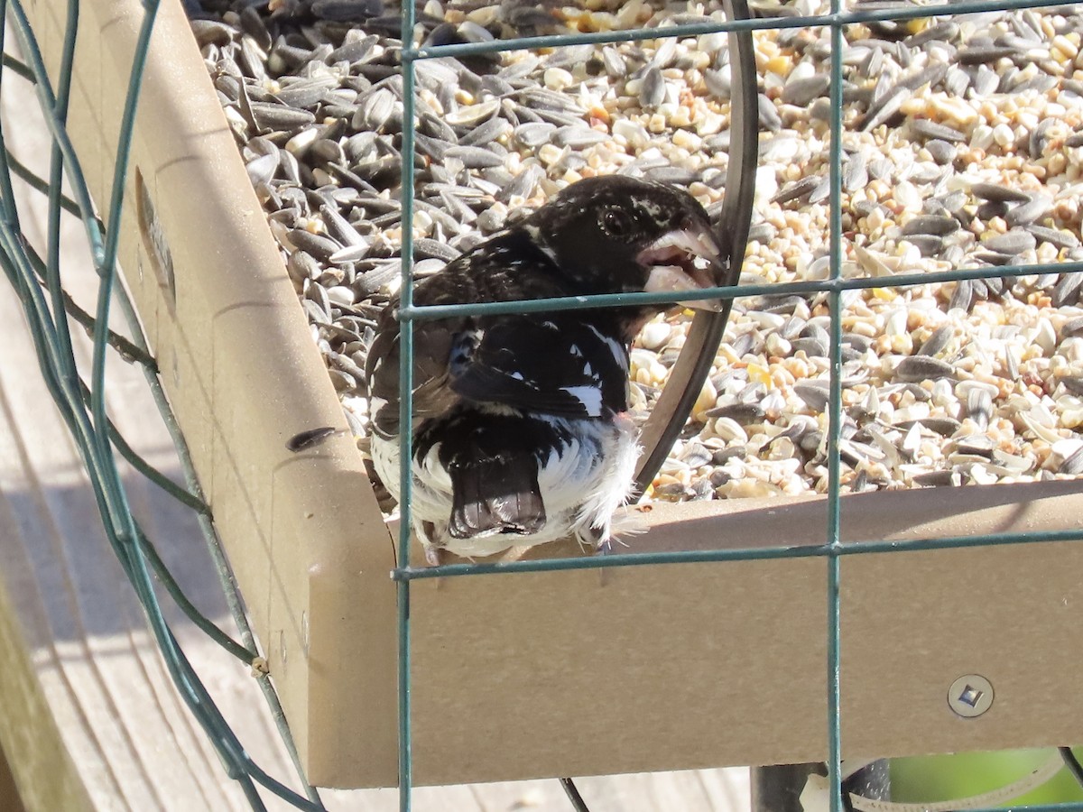 Rose-breasted Grosbeak - ML618769199