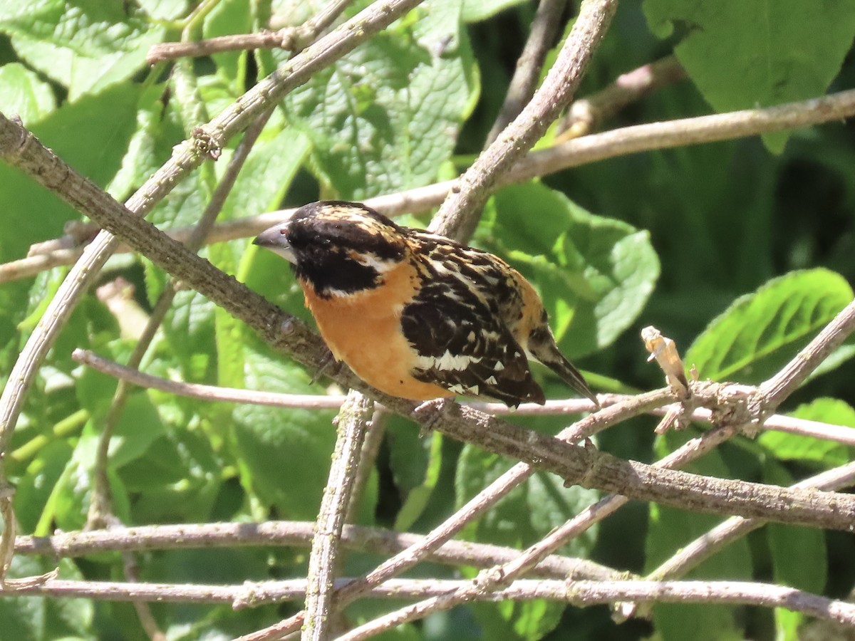 Black-headed Grosbeak - Alane Gray