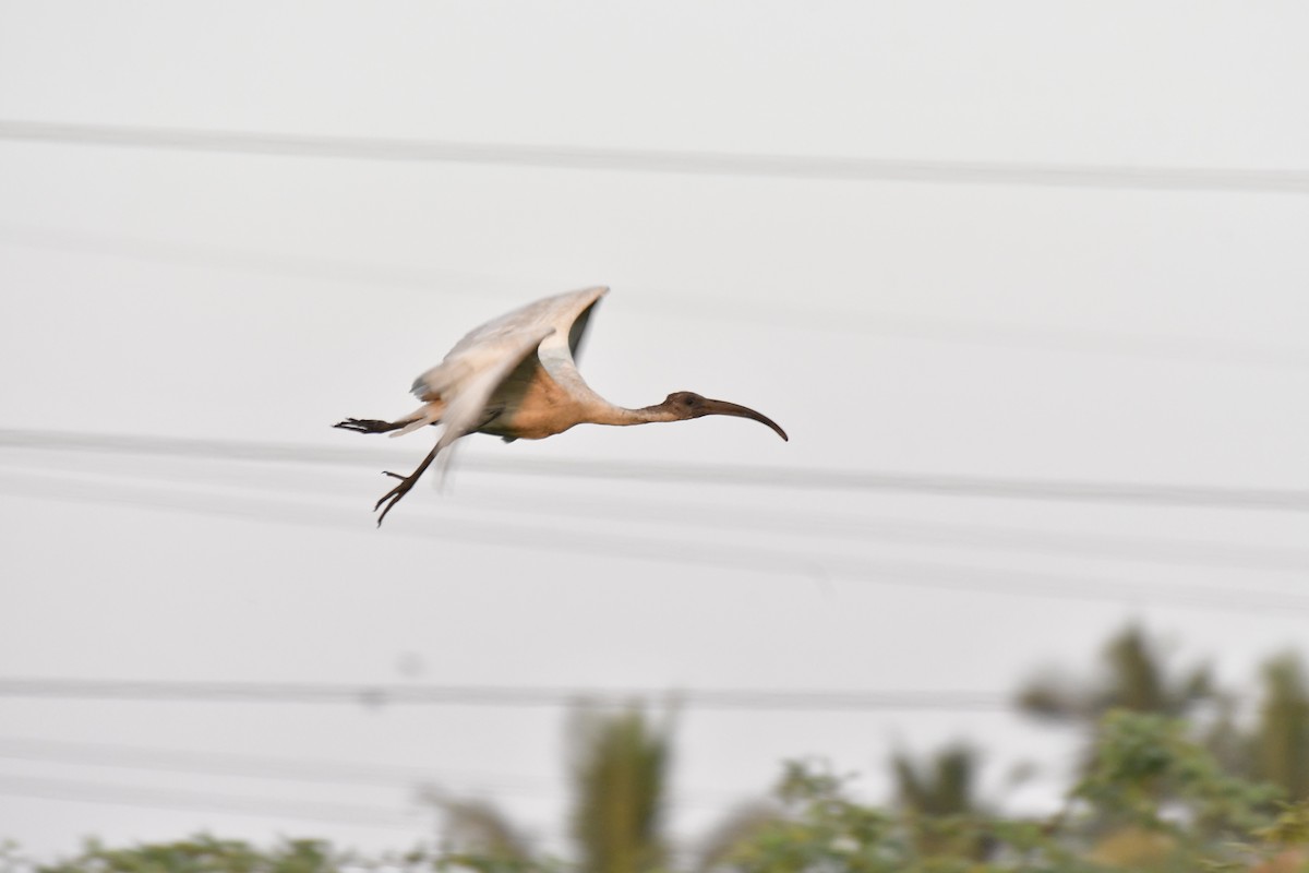 ibis černohlavý - ML618769228