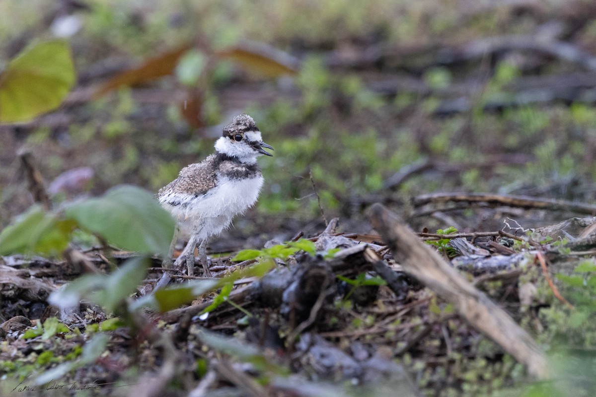 Killdeer - ML618769252