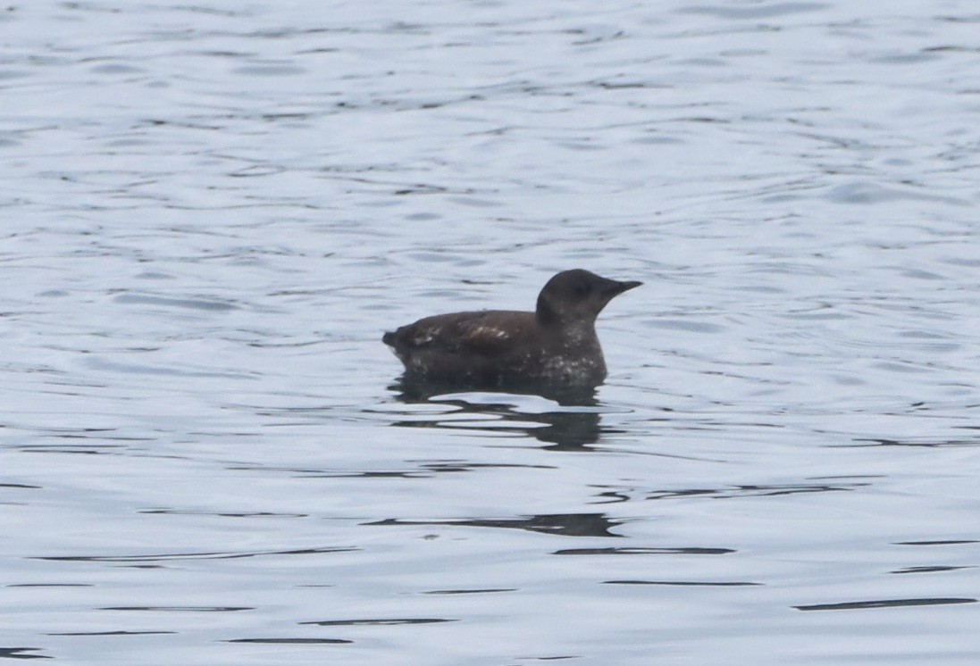 Marbled Murrelet - ML618769263