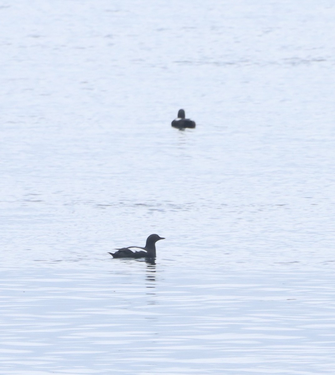 Pigeon Guillemot - ML618769296