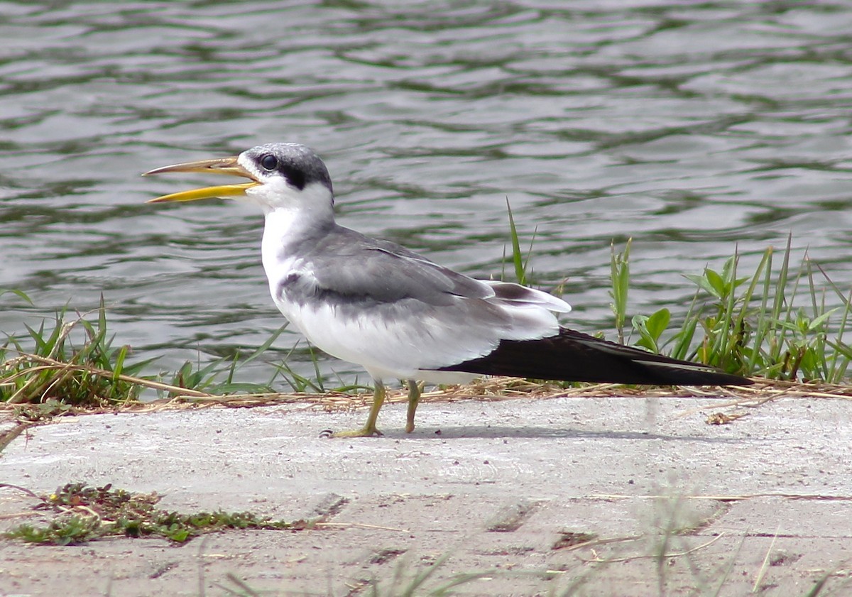 Large-billed Tern - T L P L