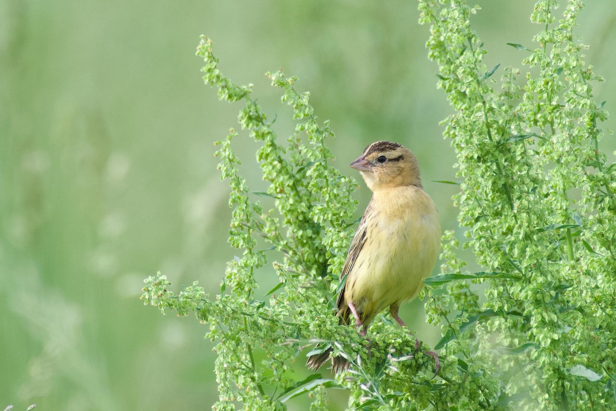 Bobolink - Jesse Haaf