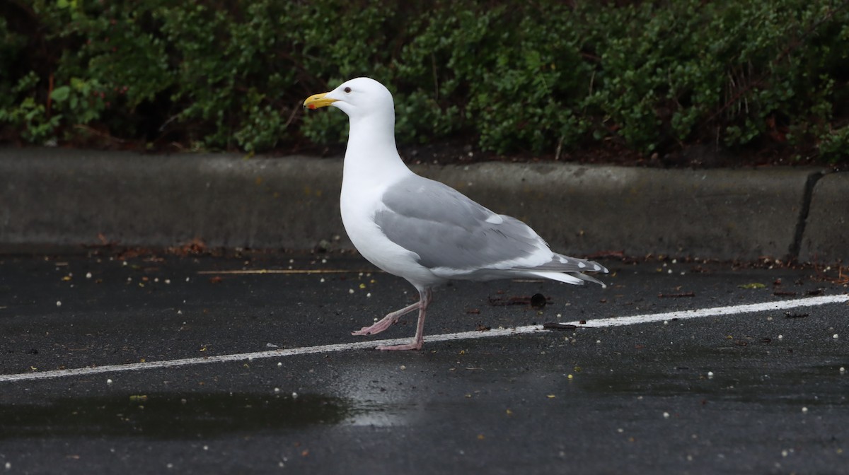 Glaucous-winged Gull - Lani Hyde